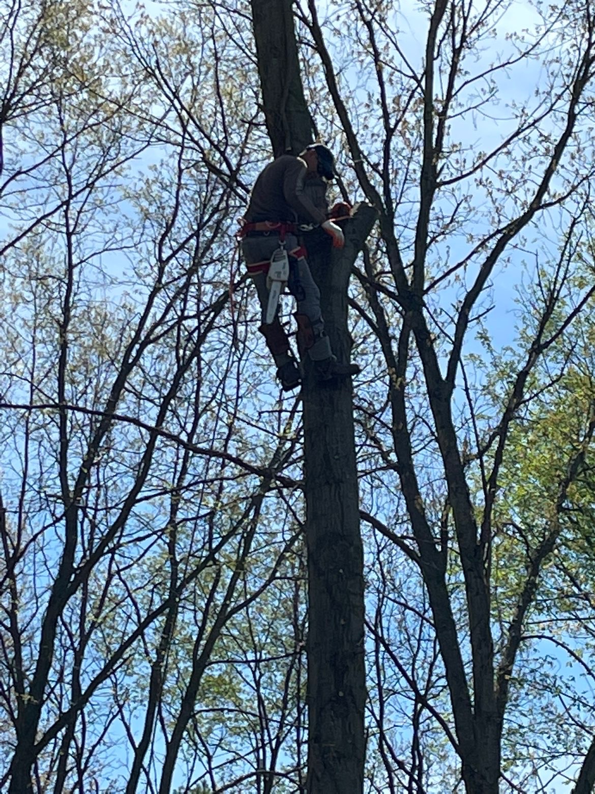 Tree care professional working from a secured position in a mature tree